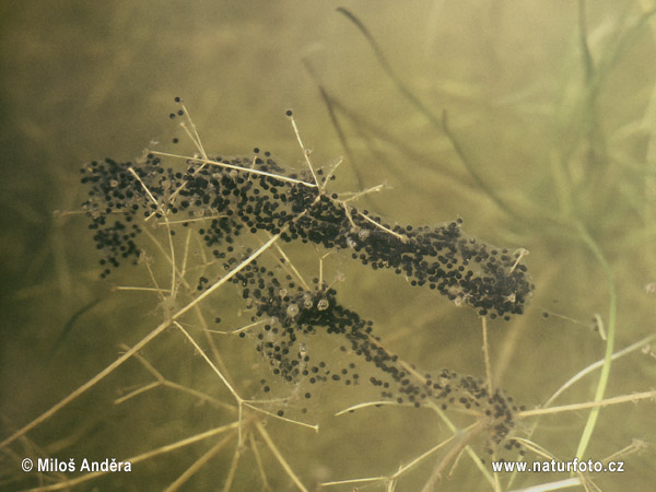 Hrabavka škvrnitá (Pelobates fuscus)